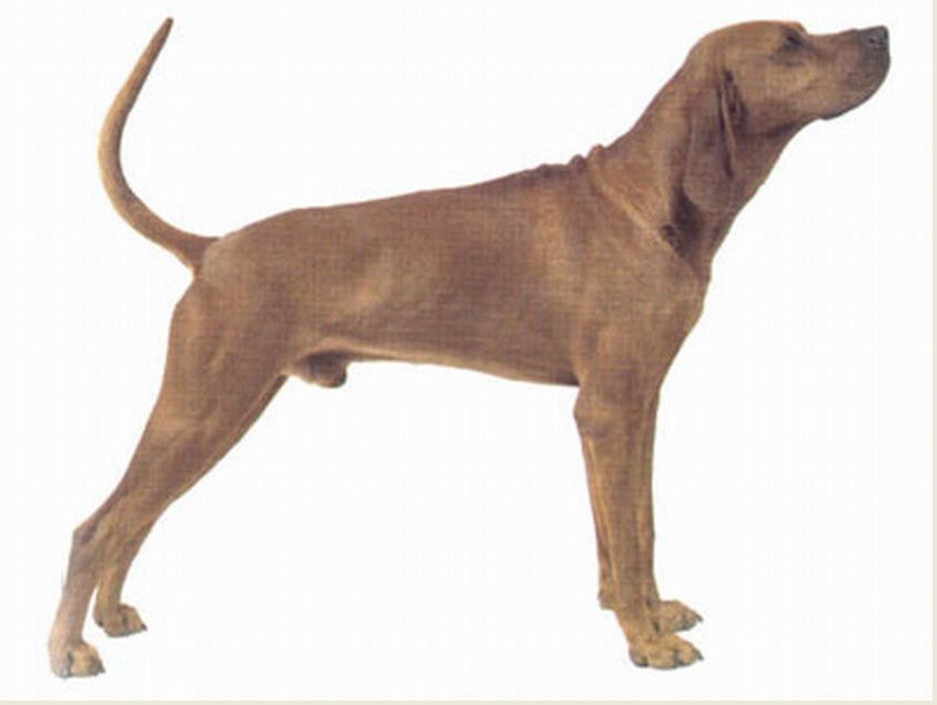 布鲁特克猎熊犬