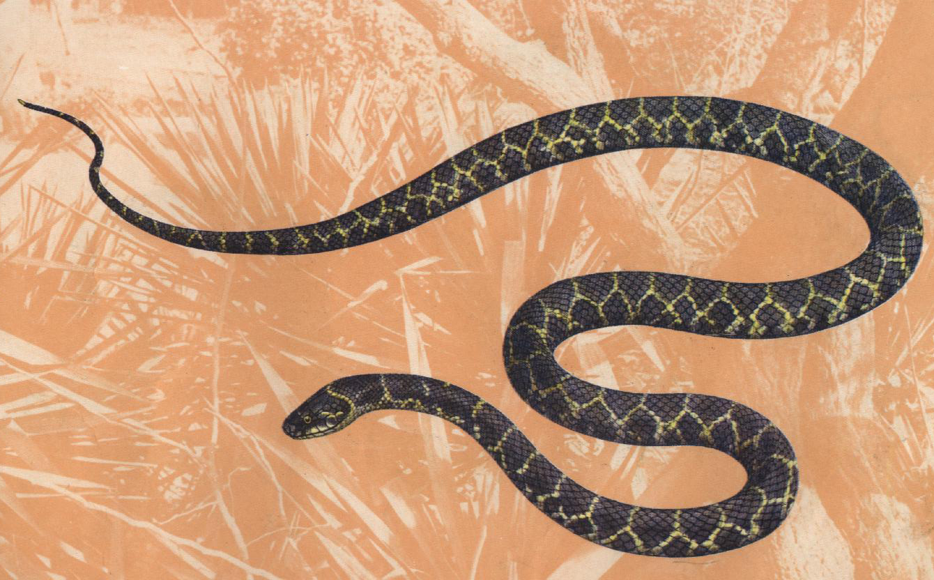  p>黄链蛇(拉丁学名: i>dinodon flavozonatum /i>),游蛇科链蛇属,是