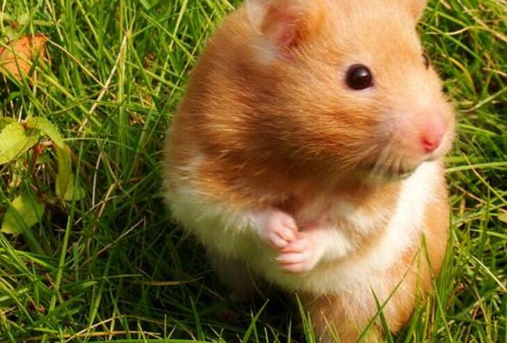  p>中仓鼠属(罗马尼亚中仓鼠),是 a target="_blank" href="/item