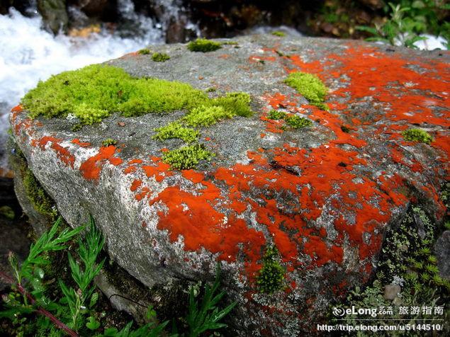 地衣多糖(化学 名词)