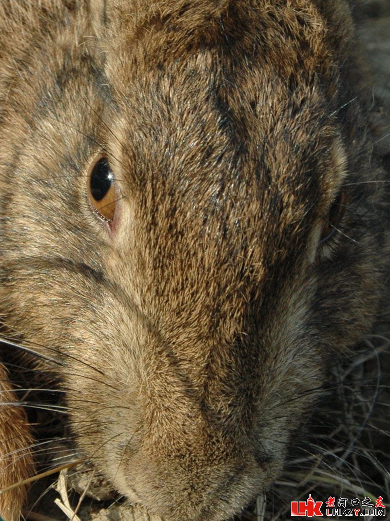 espiritu santo jackrabbit