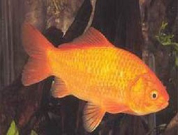草种金鱼 百度百科