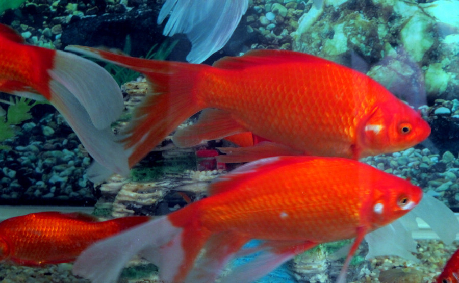 万安玻璃红鲤鱼