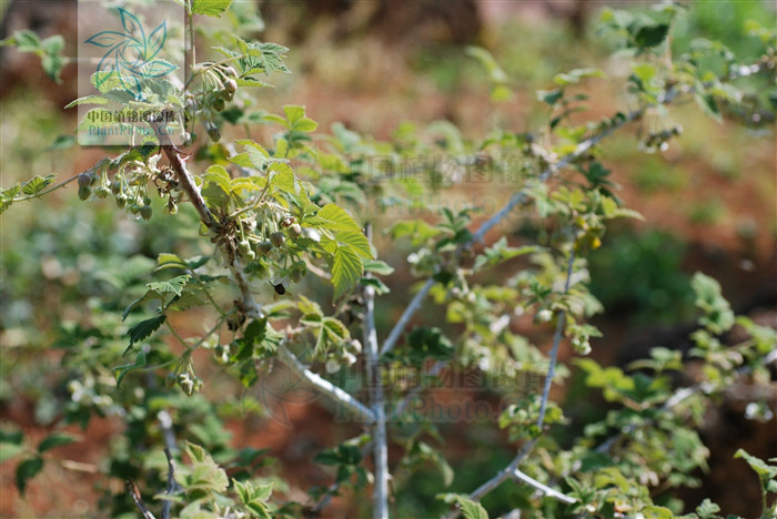  p>腺毛粉枝莓蔷薇科悬钩子属植物. /p>