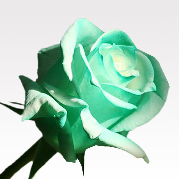  p>变色玫瑰是韩国的最新花卉品种,可以通过周围光线,温度的变化来