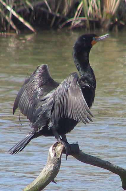  p>双冠鸬鹚(学名: i>phalacrocorax auritus /i>)是鹈形目鸬鹚科的 a