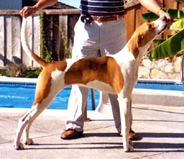 target="_blank" href="/item/英国猎狐犬/8301576" data-lemmaid="