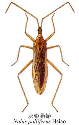 p>昆虫名,为半翅目,姬猎蝽科.分布在河北,山西,江苏,湖北等地区.