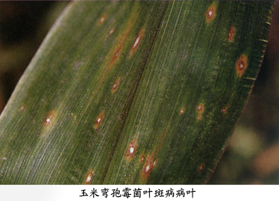 玉米弯孢霉叶斑病