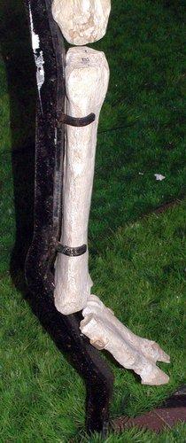  p data-id="gnb90bl2ux">前肢,是汉语词汇,拼音是qián zhī,是指 a