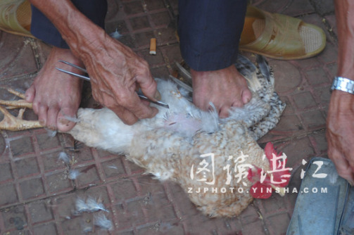 阉鸡_百度百科