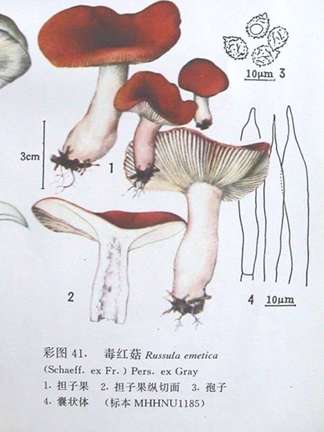 毒红菇