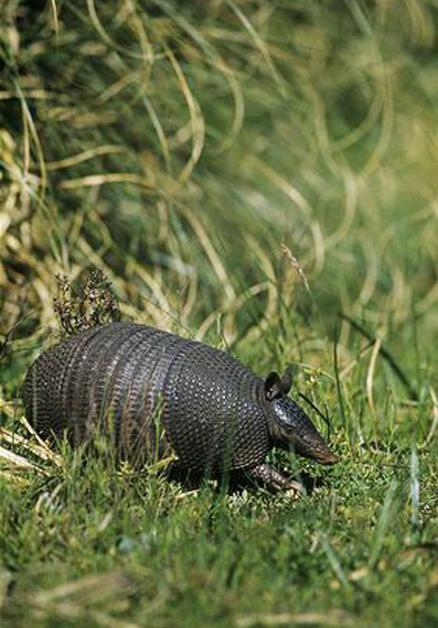 southern long-nosed armadillo