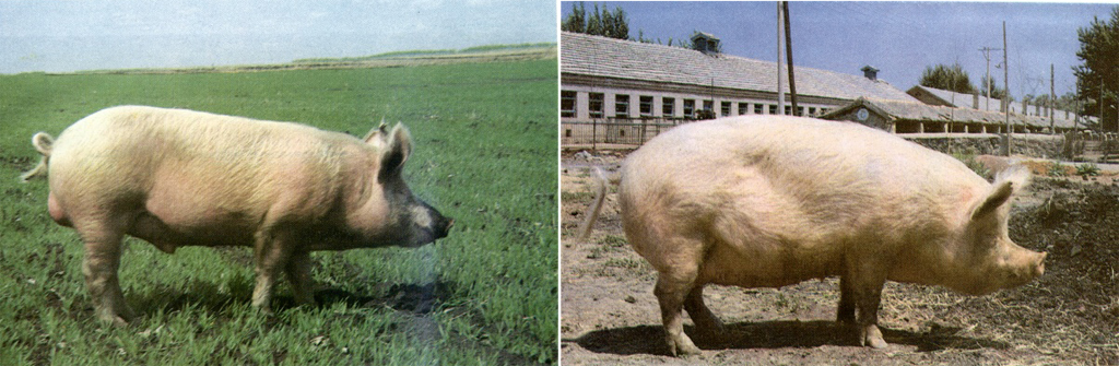 ="144602">英国 /a>输入的大白猪,经长期驯化和选育,于1925年列入苏联