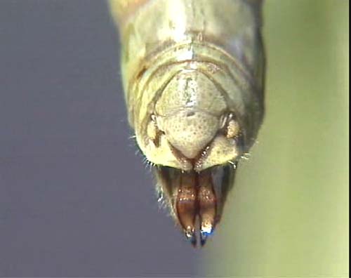  p>昆虫的外生殖器(genitalia)是昆虫生殖系统的体外部分,是用以交配