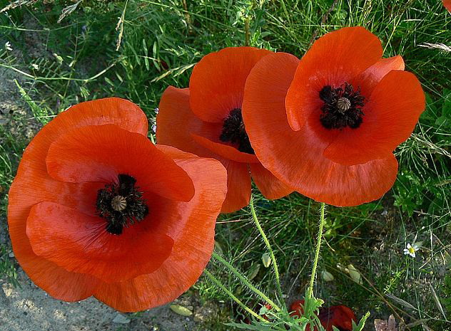  p>阿尔卑斯罂粟(学名: i>papaver alpinum dubium /i>)是 a href="#"