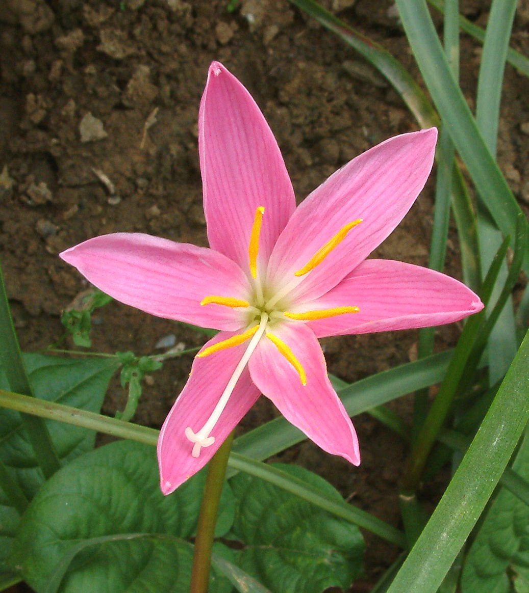  p>葱莲属( a target="_blank" href="/item/学名/24187954" data