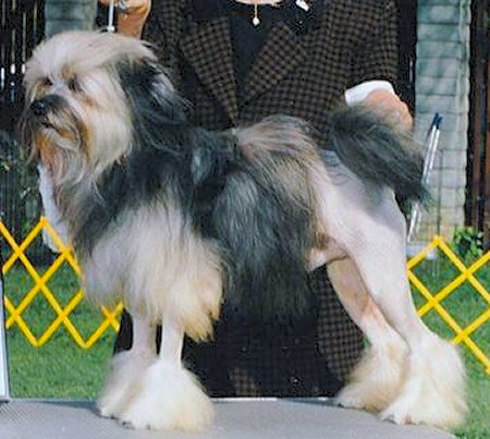 罗秦犬