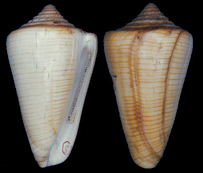  p>线条无敌芋螺是 a href="#" data-lemmaid="563285">软体动物门 /a