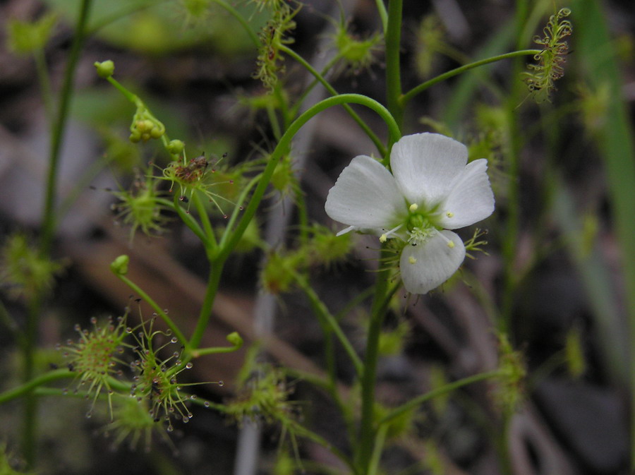  p>光萼茅膏菜(学名:drosera peltata smith var. glabrata y.z.