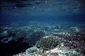  p>浅海沉积是水深大致为20～200米范围内的海底沉积,主要分布在大陆