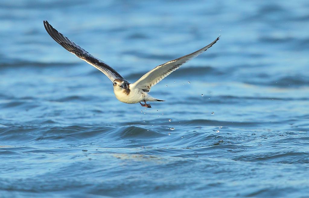  p>小鸥(学名: i>larus minutus /i>)鸥科鸥属鸟类,属小型水禽,体长28