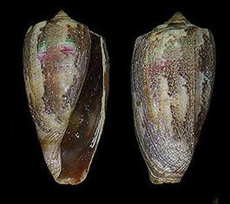  p>大宽口芋螺是一种 a href="#" data-lemmaid="2864072">芋螺科 /a>