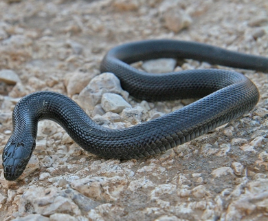 沙漠眼镜蛇