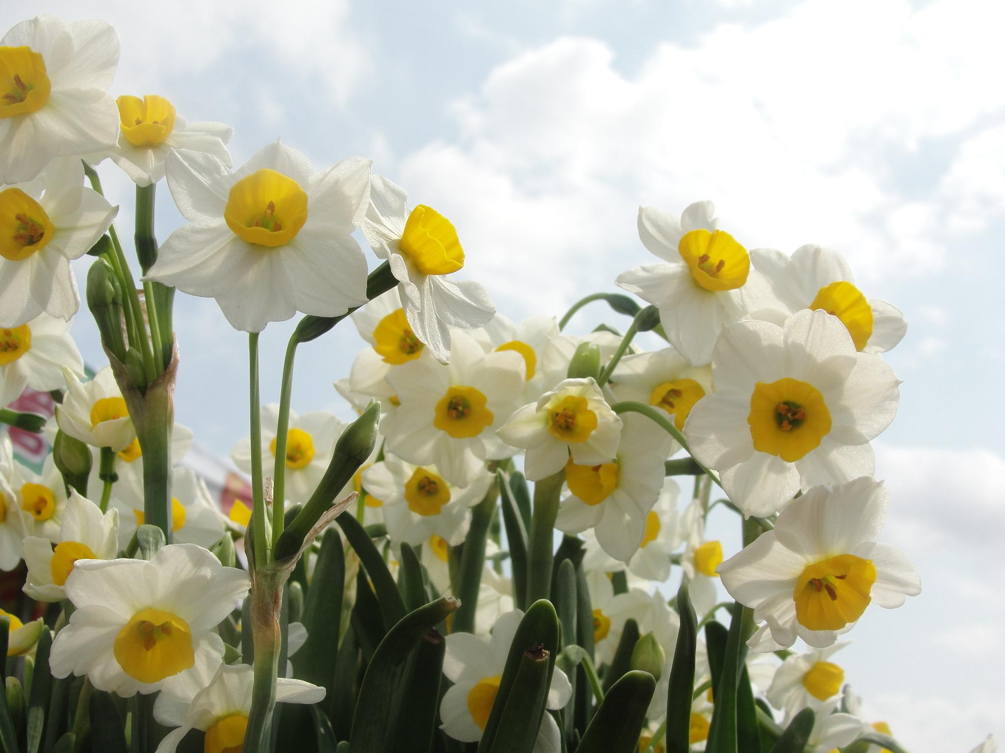  p> a target="_blank" href="/item/水仙">水仙 /a>花学名:narcissus