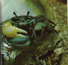  p>火焰招潮蟹(学名:uca flammula)最大的特征是雄蟹具有一对大小悬殊