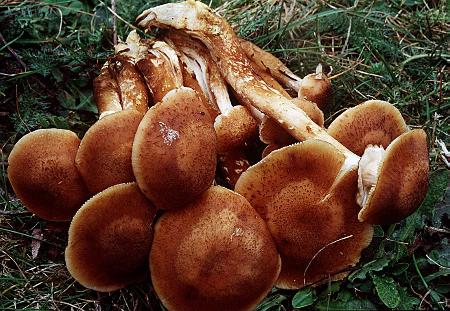  p>奥氏蜜环菌(armillaria solidipes)是 a target="_blank" href="