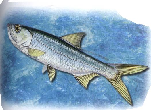  p>大海鲢(学名: i>megalops cyprinoids /i>)是大海鲢科,大海鲢属一