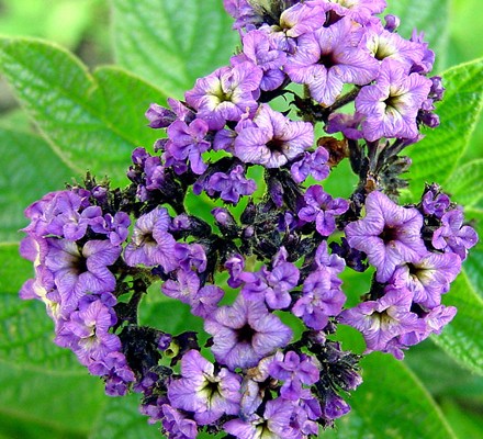  p> a href="#" data-lemmaid="3979500">天芥菜 /a>(学名