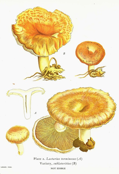  p>毛头乳菇又称疝疼乳菇.子实体中等.