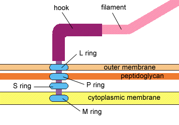 prokaryotes