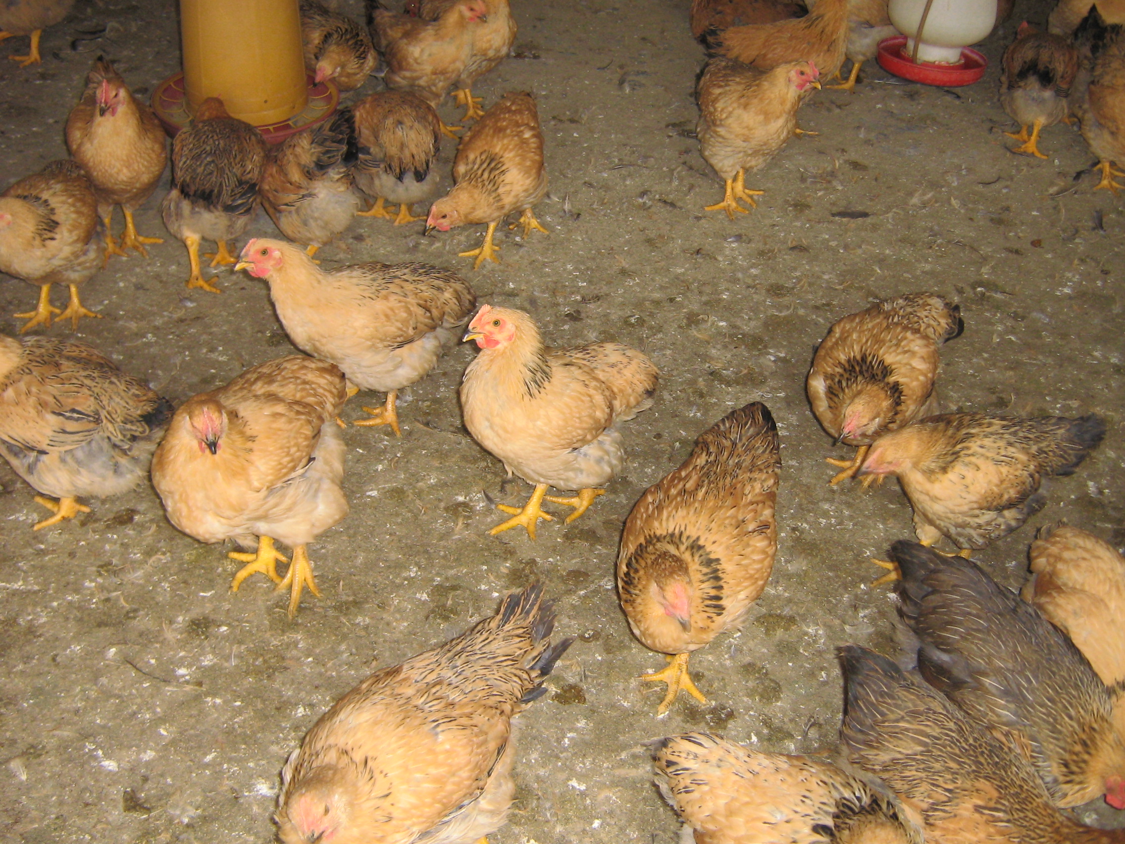 红冠赤头肉鸡列入《 a target="_blank" href="/item/世界自然保护