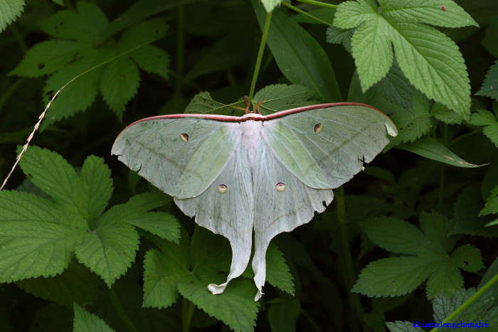 一种中大型 a href="#">蛾类 /a>,是 a href="#">长尾水青蛾 /a>的 a