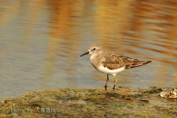  p>青脚滨鹬(学名: i>calidris temminckii /i>)是丘鹬科滨鹬属鸟类.