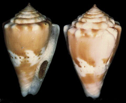  p>哈姆芋螺是芋螺科芋螺属的一种 a href="#">贝类 /a>动物,生活在