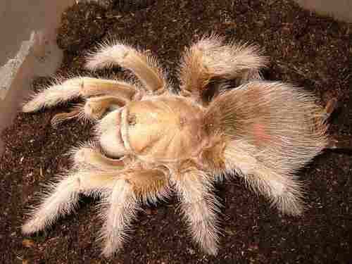  p>墨西哥金背(学名:aphonopelma chalcodes)是一种有毒的大型 a href