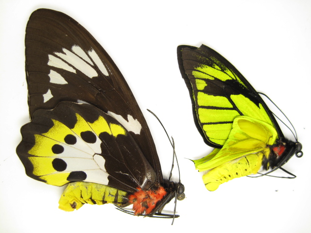  p>极乐鸟翼凤蝶指名亚种(学名:ornithoptera meridionalis
