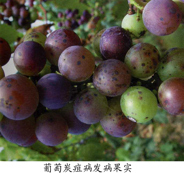 是由围小丛壳菌侵染所引起的,发生在葡萄上的病害