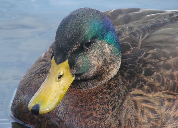  p>北美黑鸭(学名:anas rubripes)属鸭科鸭属中型 a href="#" data