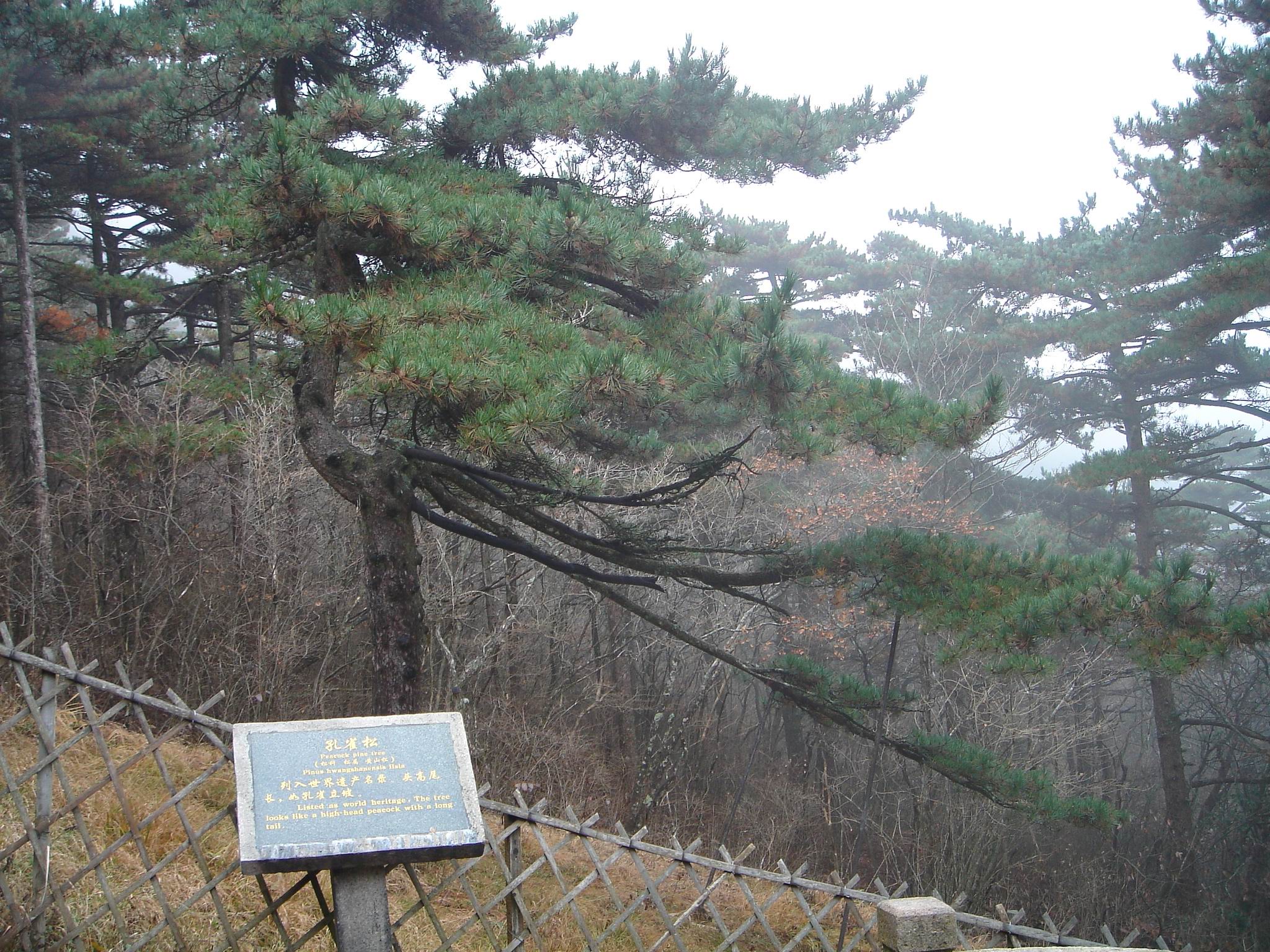  p>孔雀松,松状如绿色孔雀昂首挺立,一松枝向白鹅岭方向屈伸,犹如孔雀