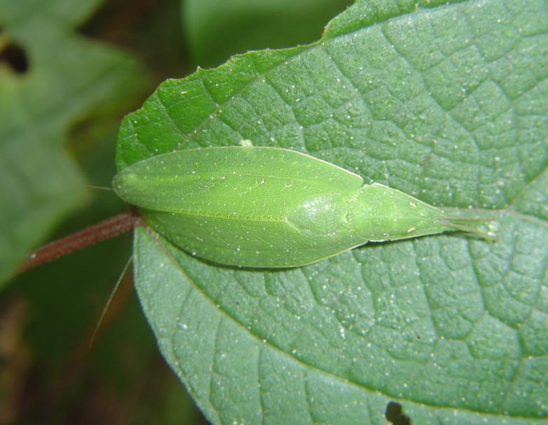  p>中华翡螽(学名:phyllomimus sinicus)是 a tar