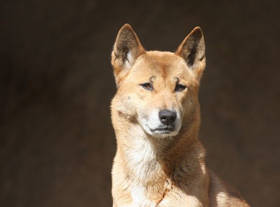 新几内亚歌唱犬