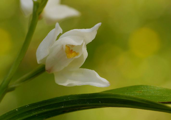  p>头蕊兰(学名: i>cephalanthera longifolia /i>  (l.
