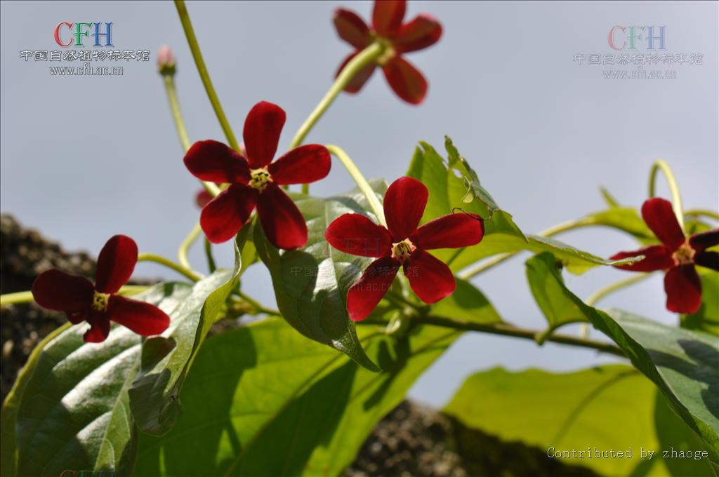  p>使君子属(学名:quisqualis linn), a target="_blank" href="/item