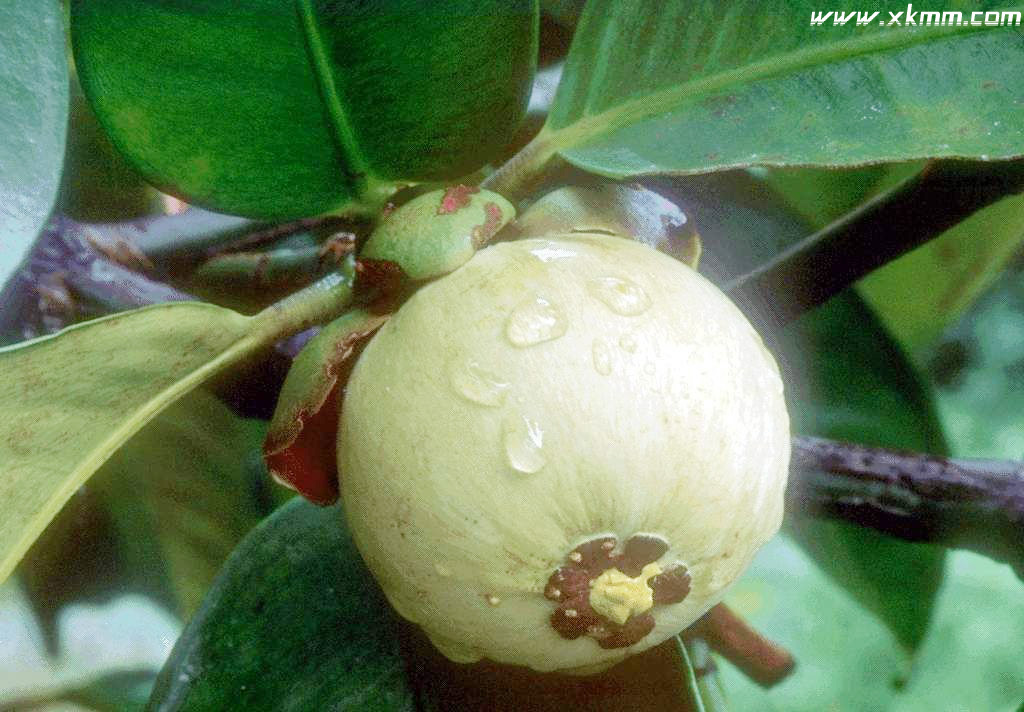  p>藤黄属(学名:garcinia linn.)乔木或灌木,通常具黄色树脂.
