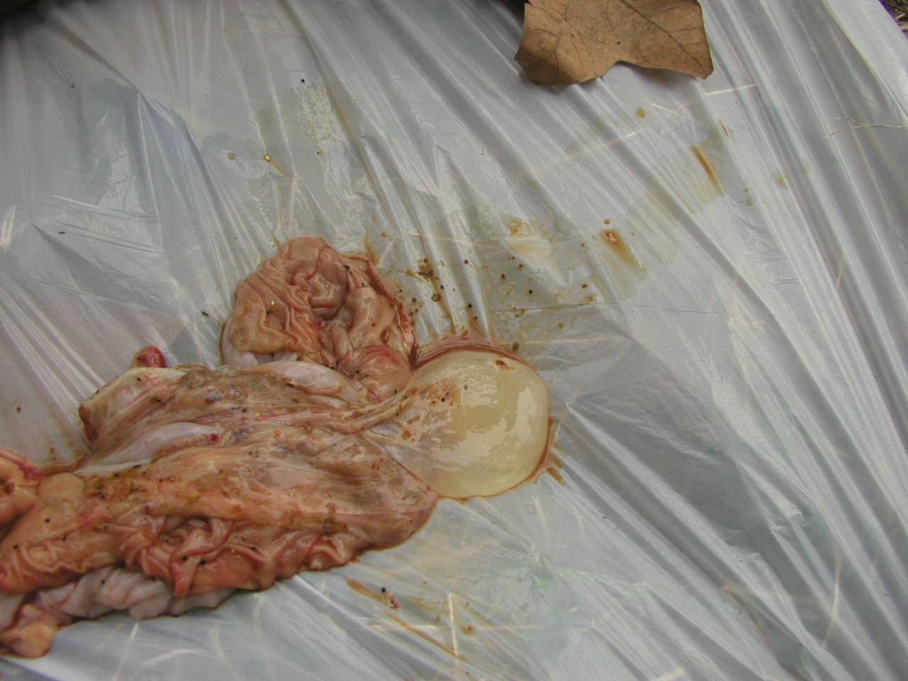  p data-id="tijx09necbry">囊尾蚴是圆叶目带科带属扁形动物猪带绦虫